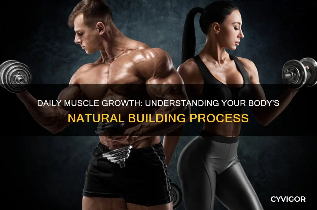 how much muscle do you gain per day