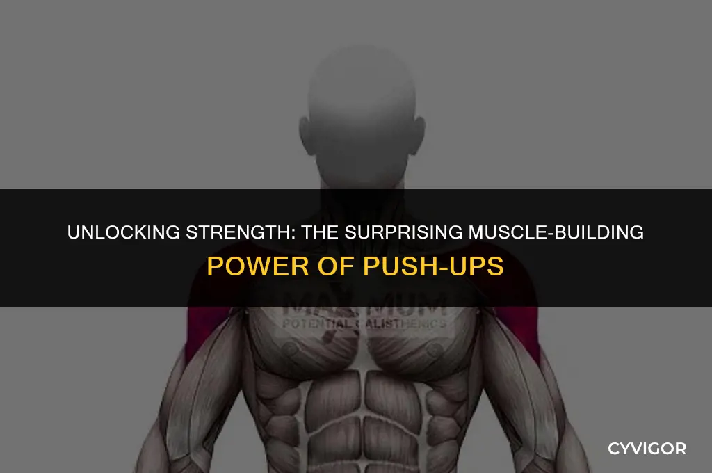how much muscle does push ups build