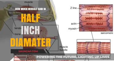 Muscle Gain Insights: Half-Inch Diameter Growth Explained and Maximized