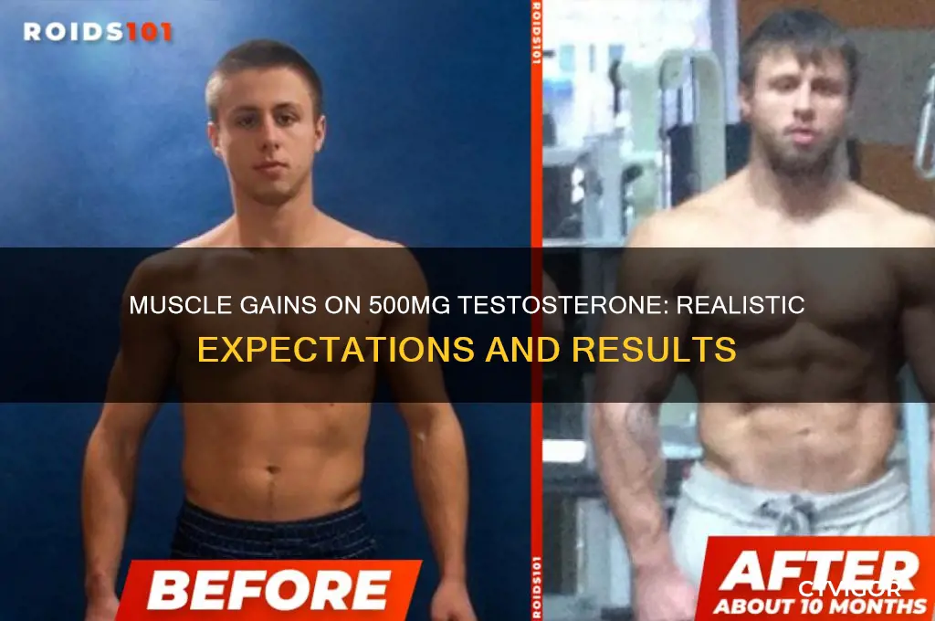 how much muscle gain on 500mg test