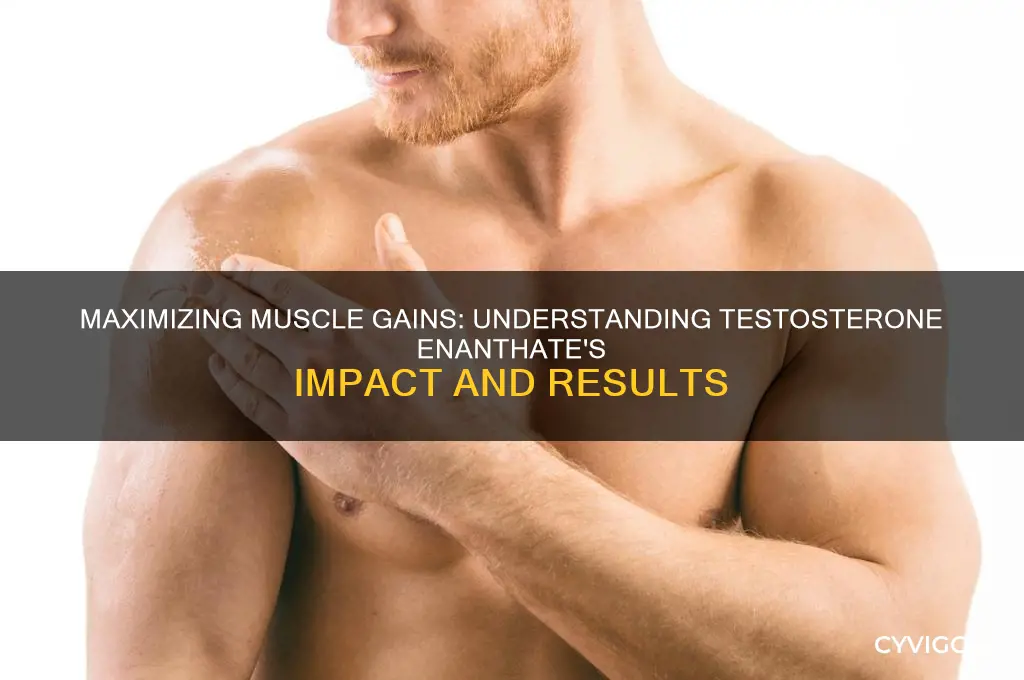how much muscle gain on test e