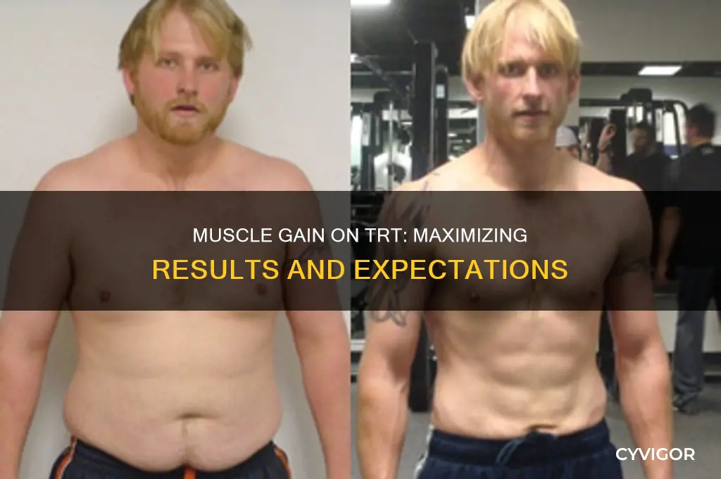 how much muscle gain on trt