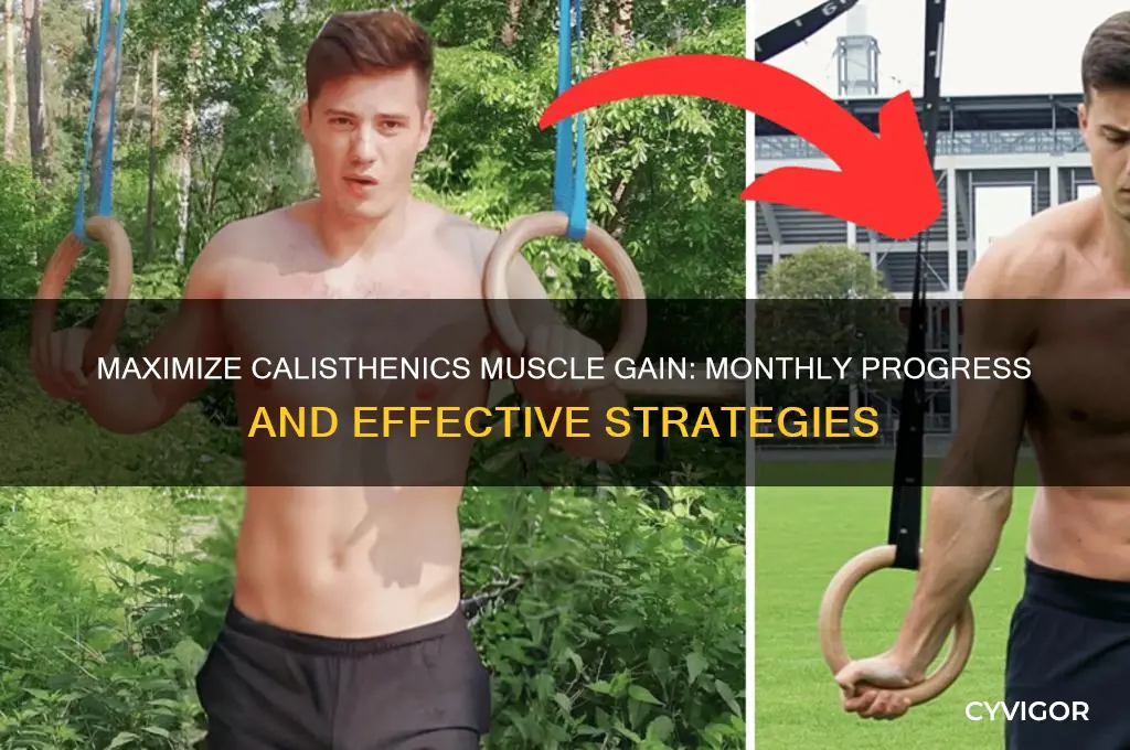 how much muscle gain per month calisthenics