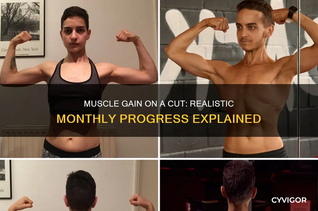 how much muscle gain per month on a cut