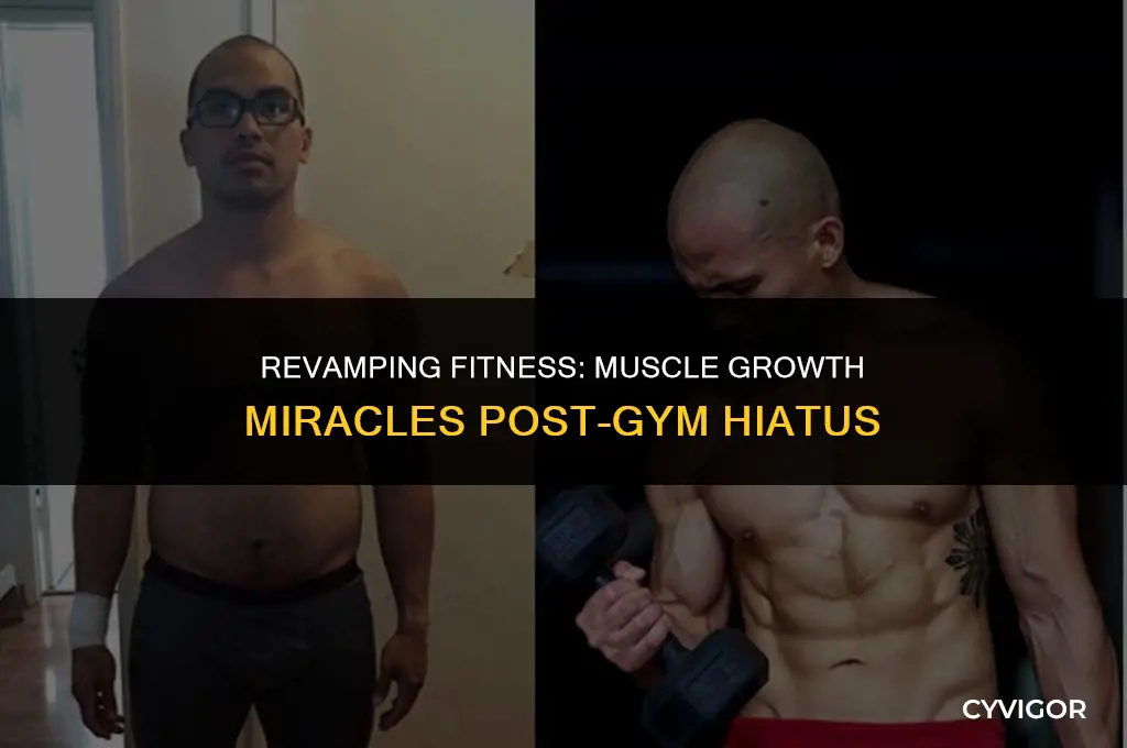how much muscle growth after going back to the gym