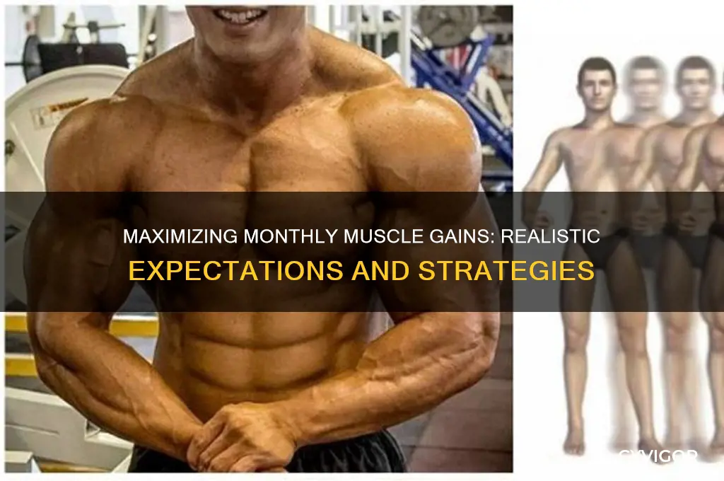 how much muscle mass can i gain in a month