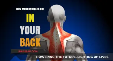 Unveiling the Anatomy of Your Back: A Comprehensive Guide to Back Muscles