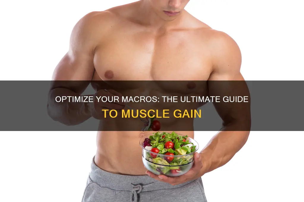 how much of each macro for muscle gain