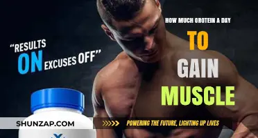Optimal Daily Protein Intake for Effective Muscle Gain Strategies