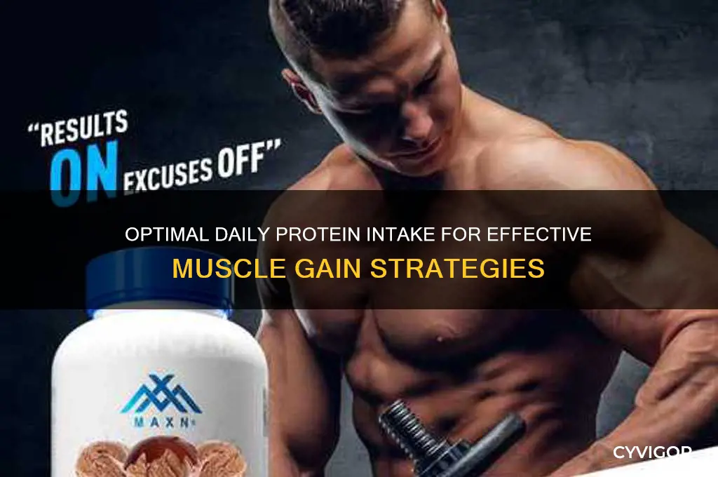 how much orotein a day to gain muscle