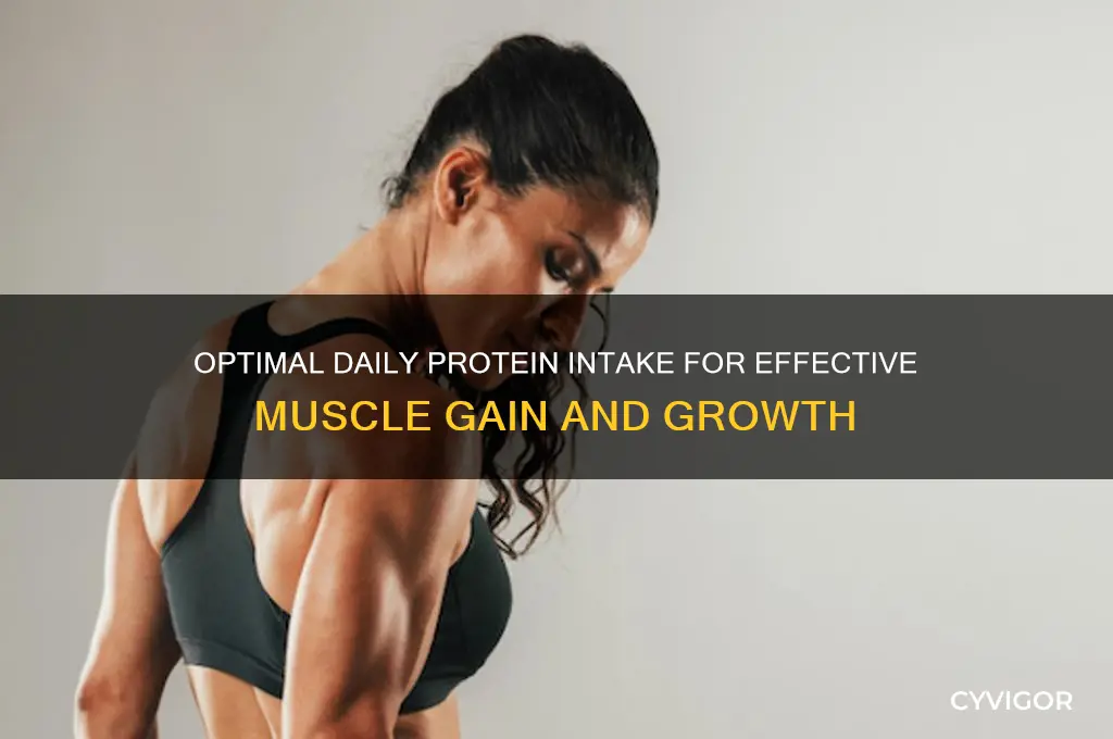 how much protein a day needed to gain muscle