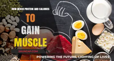 Optimal Protein and Calorie Intake for Effective Muscle Gain