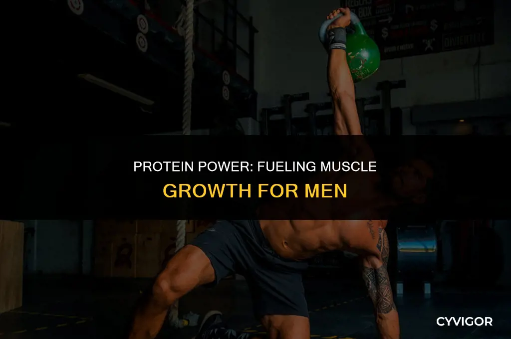 how much protein do i need to build muscle men