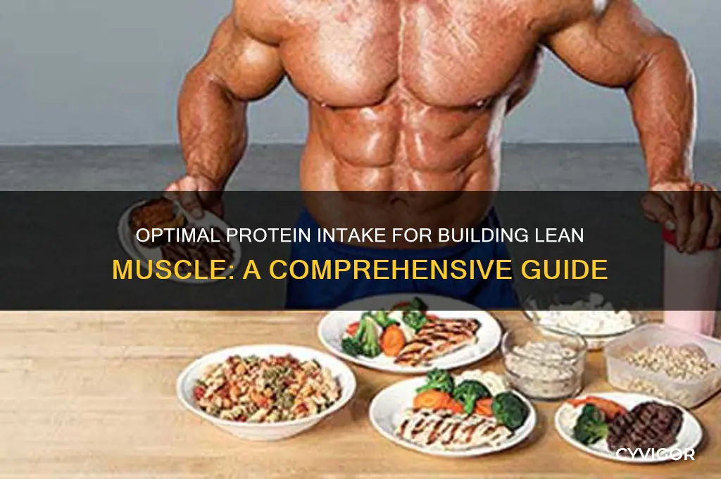 how much protein do i need to gain lean muscle
