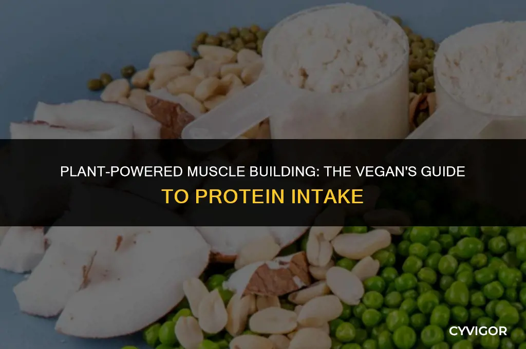 how much protein do vegans need to build muscle