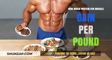 Optimal Protein Intake for Muscle Gain: Pounds and Progress