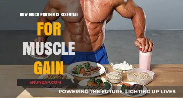 Optimal Protein Intake for Effective Muscle Gain and Recovery