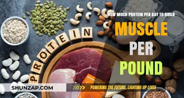 Daily Protein Intake for Muscle Building: A Pound-by-Pound Guide