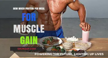 Optimal Protein Intake per Meal for Effective Muscle Gain Strategies