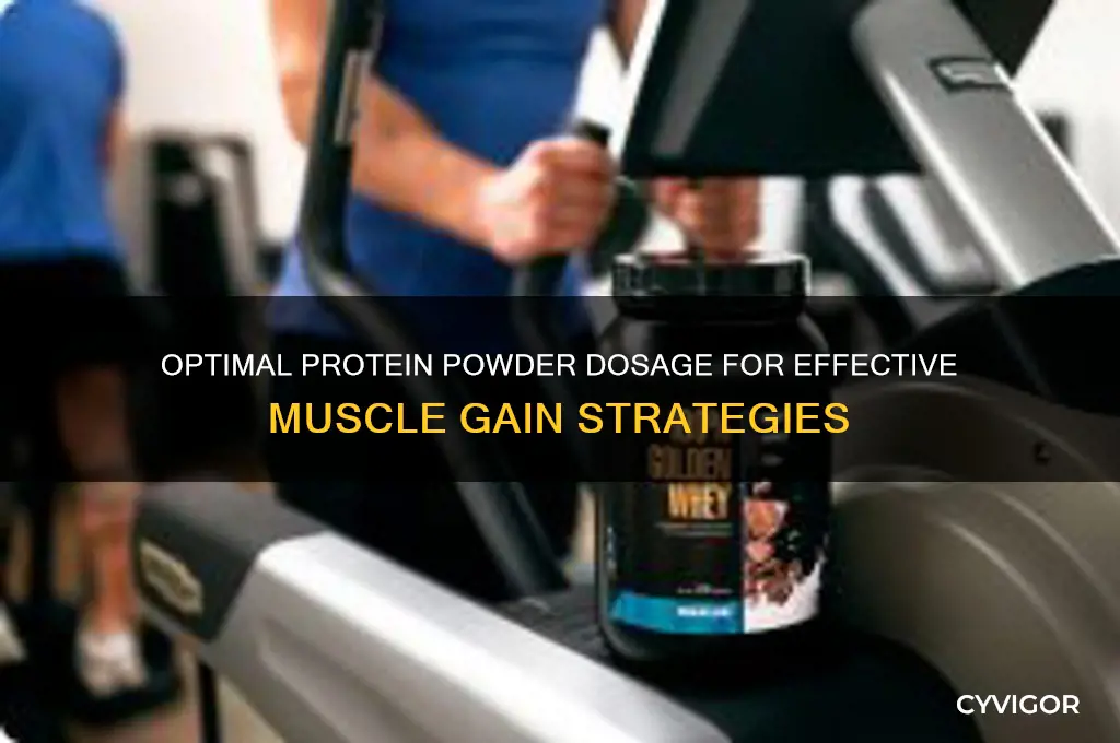 how much protein powder for muscle gain