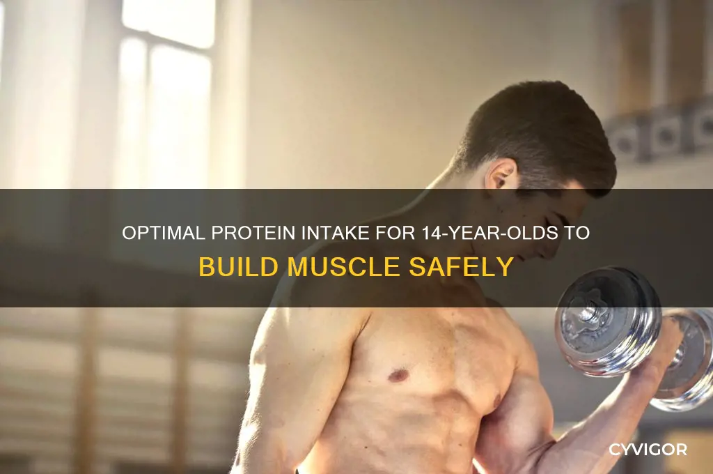 how much protein should a 14-year-old eat to gain muscle