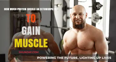Ectomorph Muscle Gain: Optimal Protein Intake for Effective Results