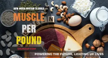 Protein Power: The Essential Guide to Muscle Building Nutrition