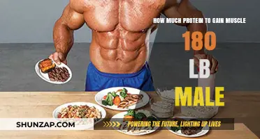 Optimal Protein Intake for Muscle Gain in 180-lb Men