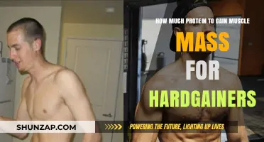 Optimal Protein Intake for Hardgainers to Build Muscle Mass