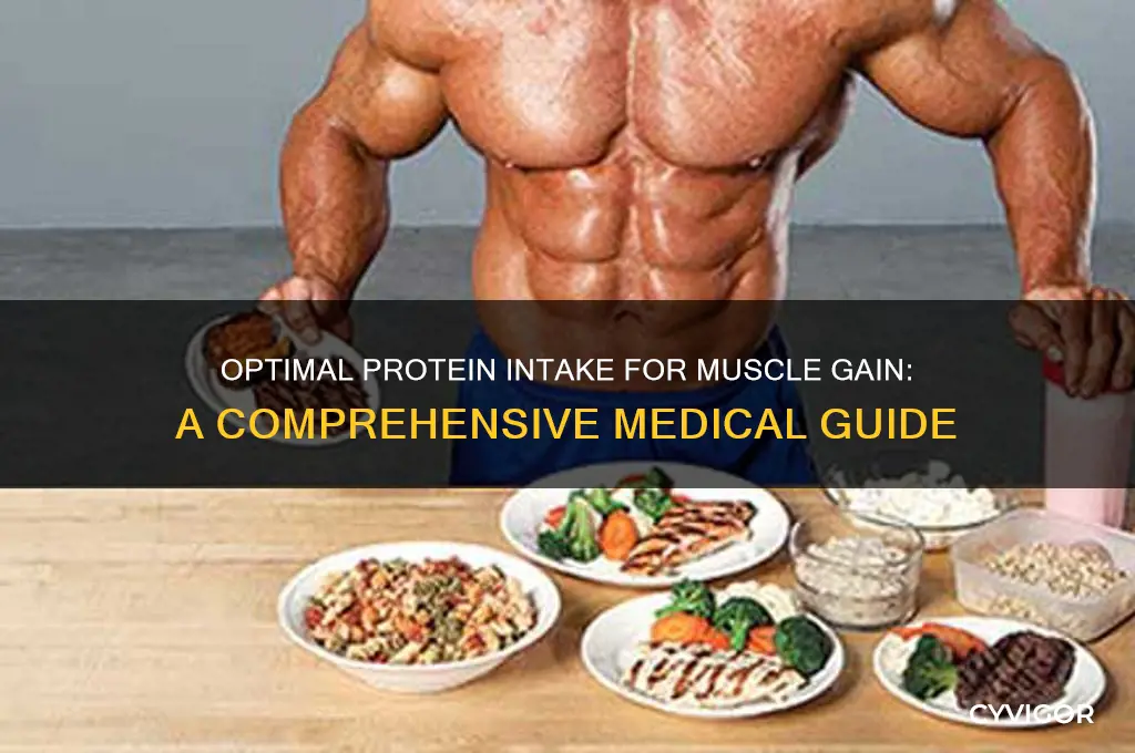 how much protein to gain muscle med