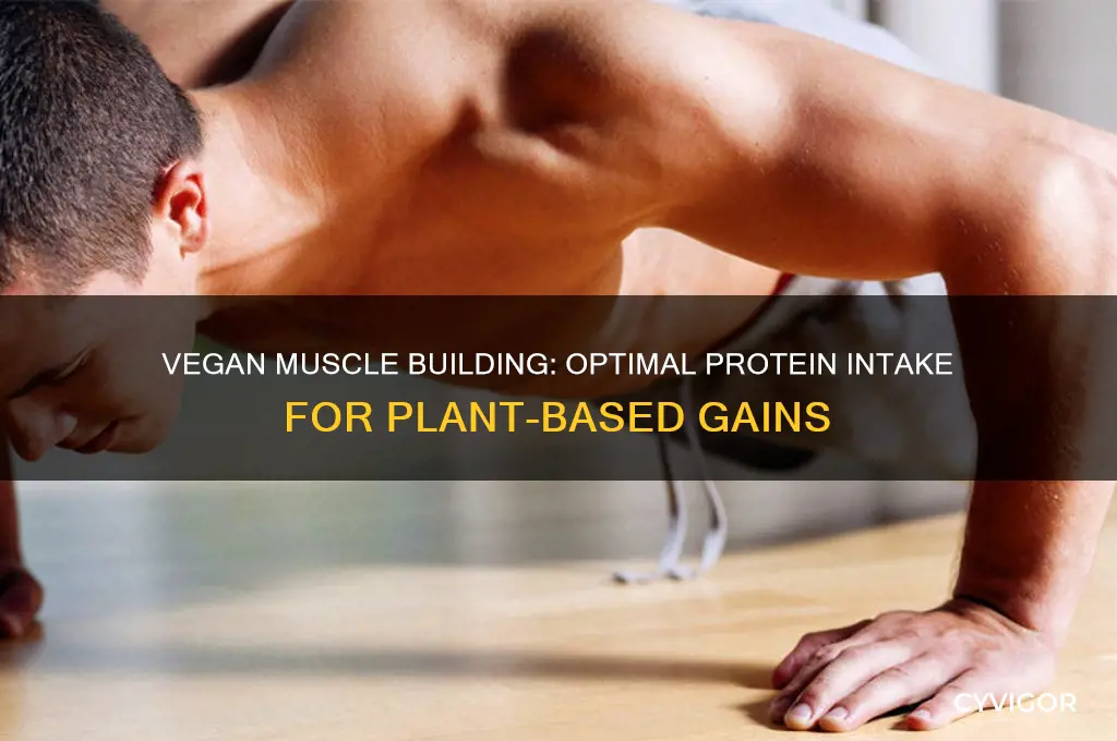 how much protein to gain muscle vegan