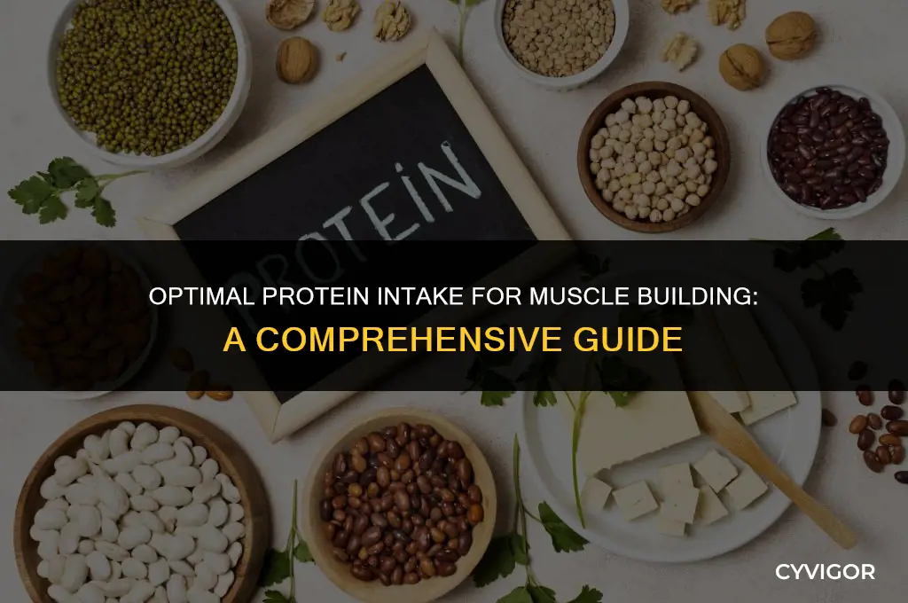 how much protein to intake to build muscle