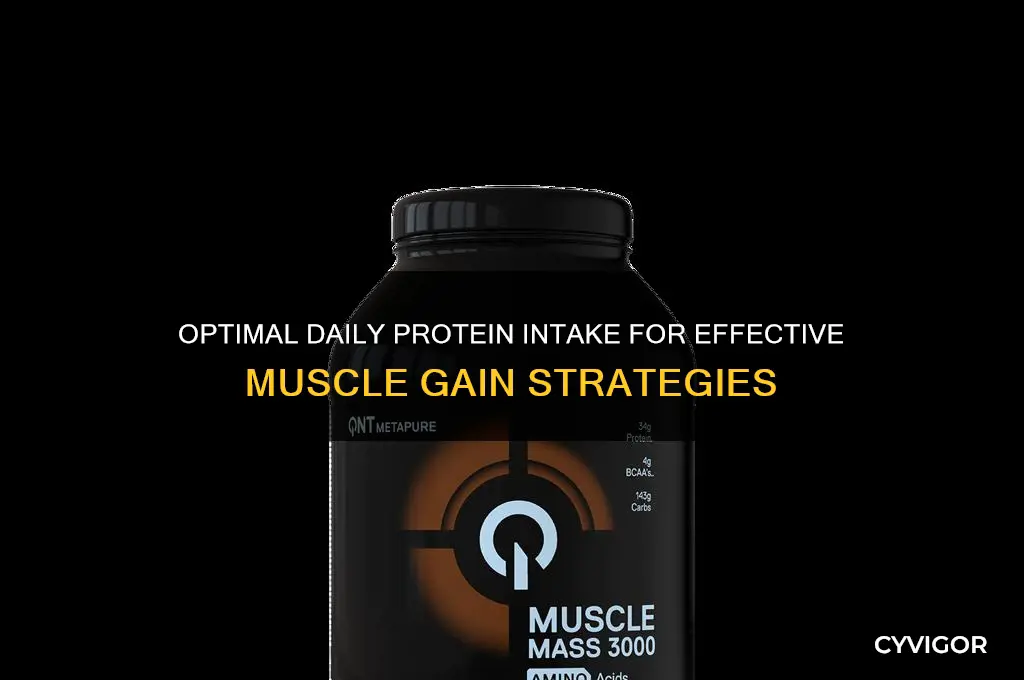 how much protien a day to gain muscle