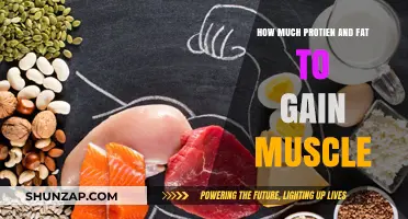 Optimal Protein and Fat Intake for Effective Muscle Gain