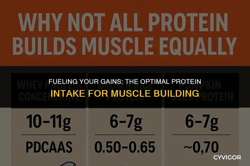 how much protien to build muscle