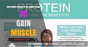 Optimal Protein Intake for Effective Muscle Gain and Growth