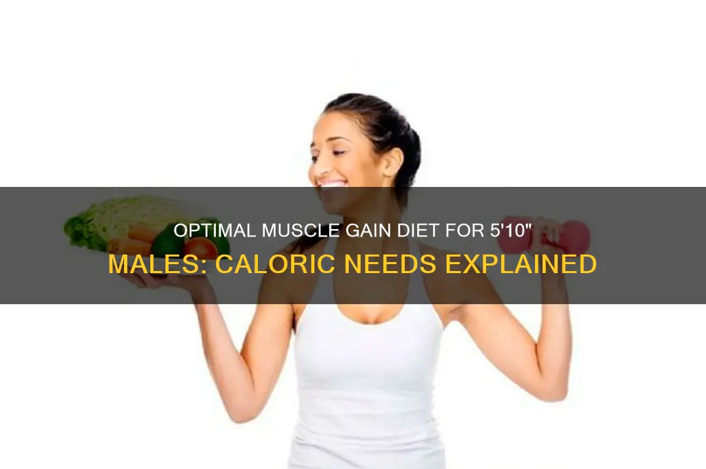 how much should a 510 male eat to gain muscle