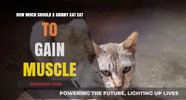 Helping Skinny Cats Gain Muscle: Optimal Feeding Guide for Healthy Weight