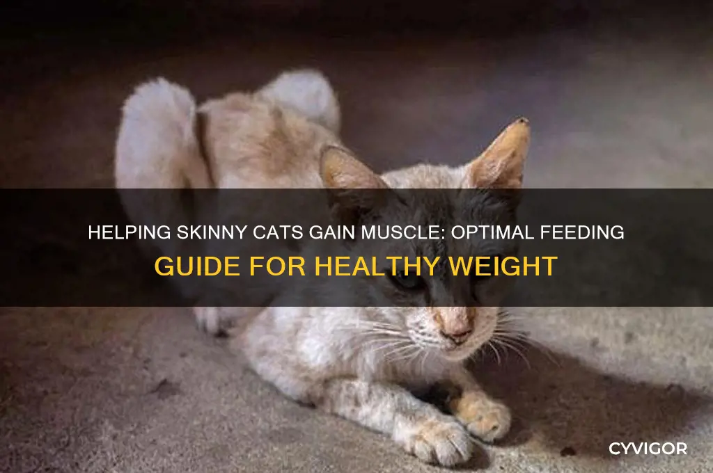 how much should a skinny cat eat to gain muscle