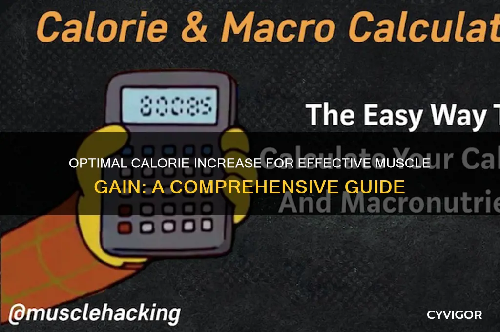 how much should i increase my calories to gain muscle