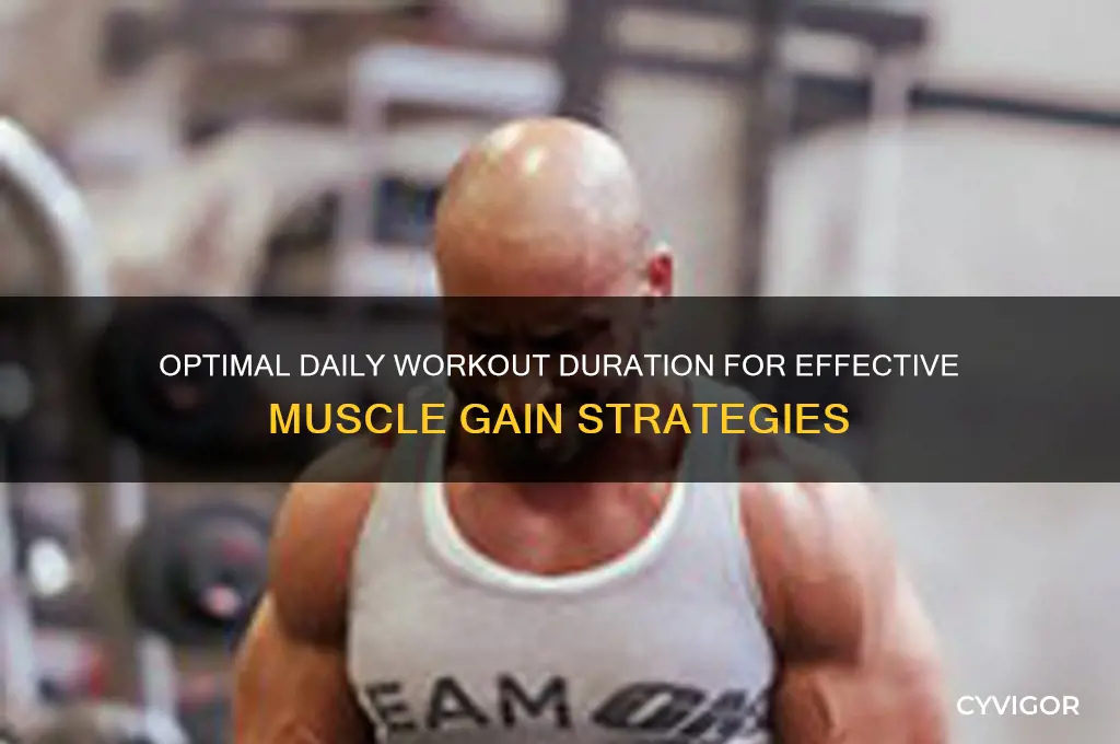 how much should i workout a day to gain muscle
