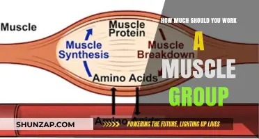Optimal Muscle Group Workout Frequency for Strength and Recovery