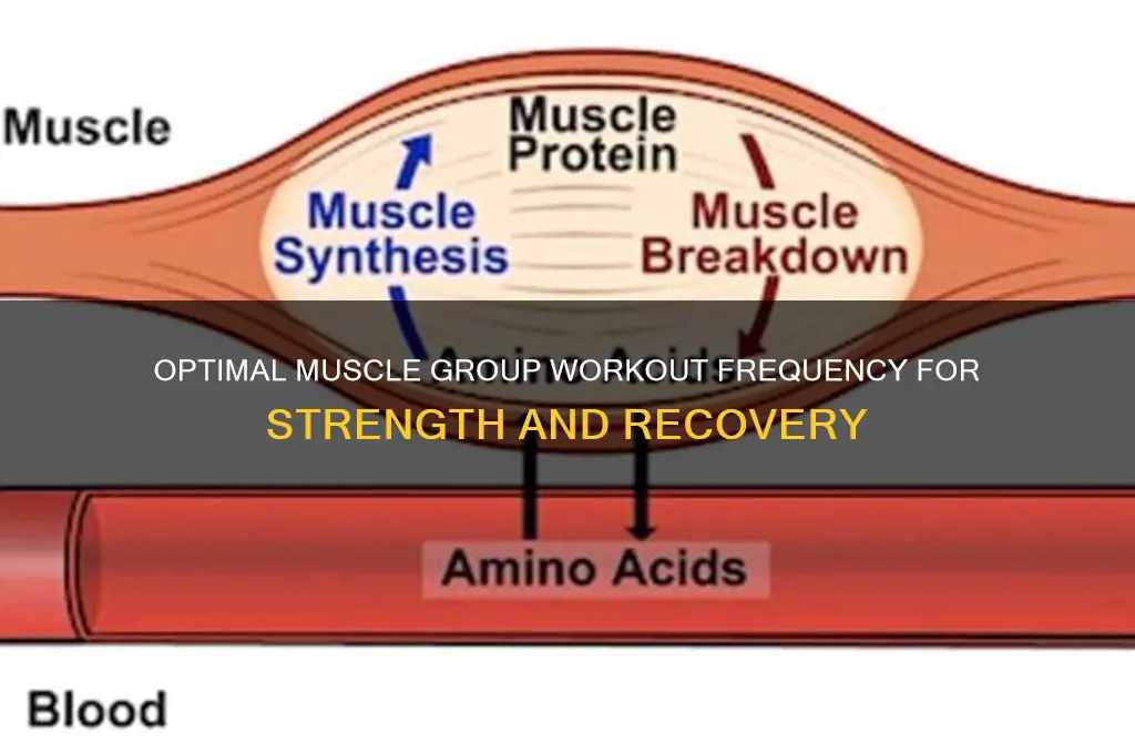 how much should you work a muscle group