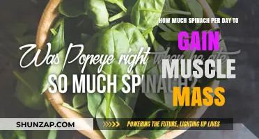 Spinach for Muscle Gain: Optimal Daily Intake Explained