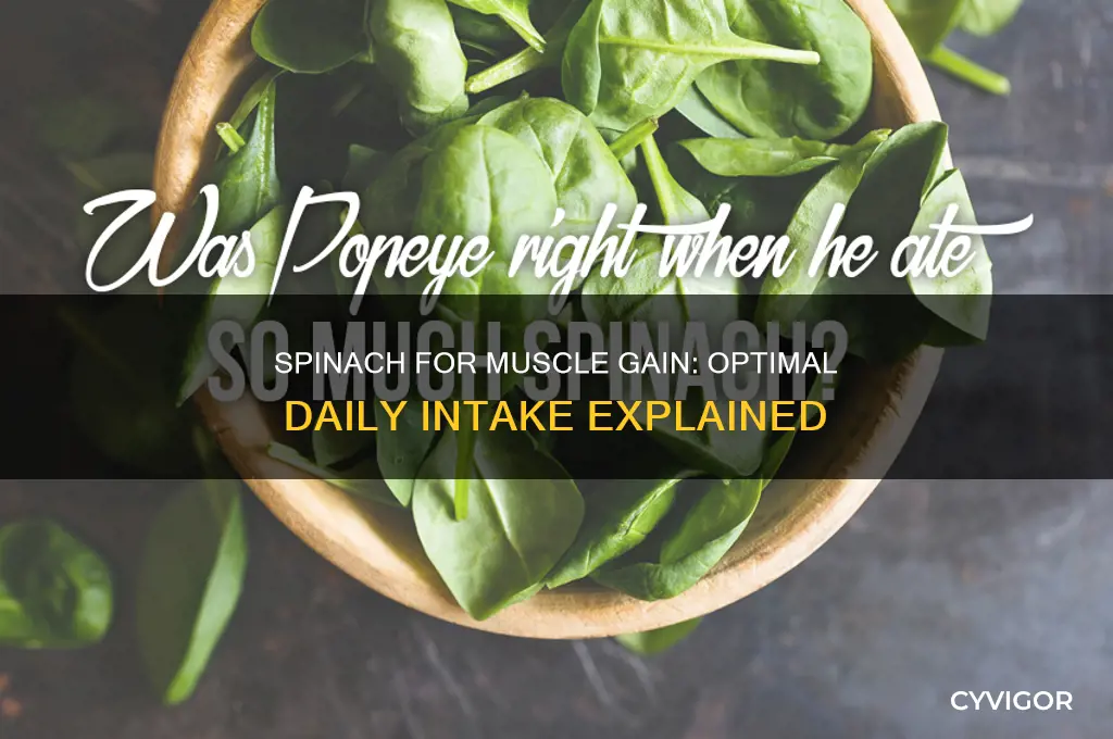 how much spinach per day to gain muscle mass