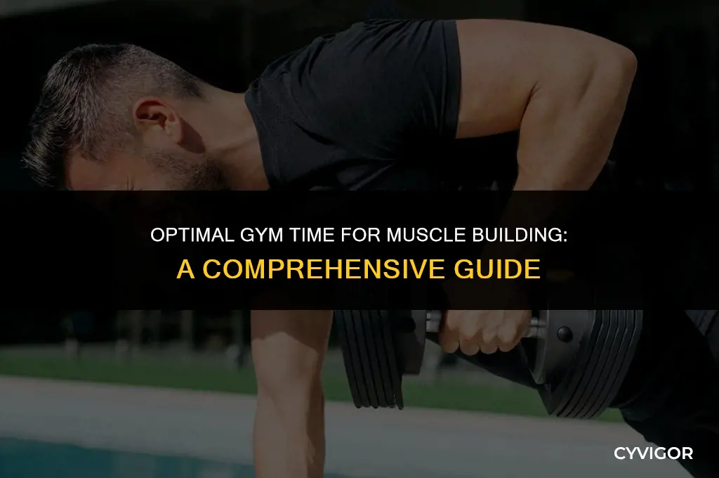 how much time to spend in gym to build muscle