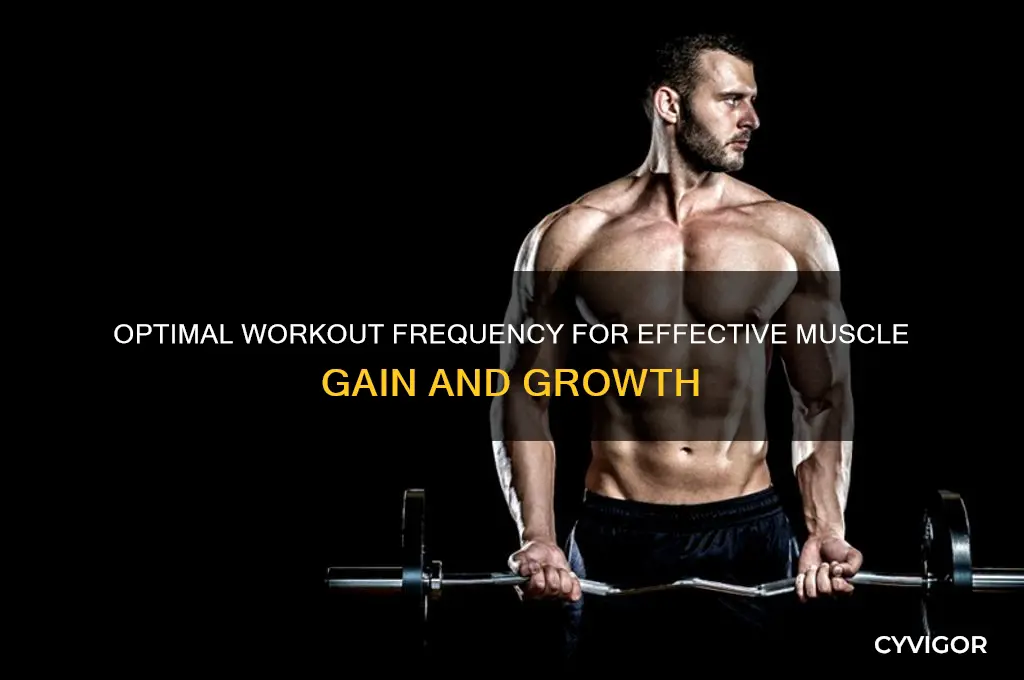 how much to workout for muscle gain