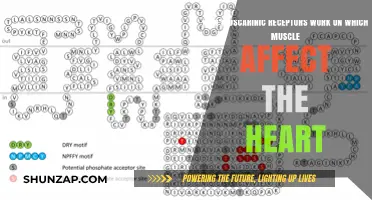Muscarinic Receptors' Role in Heart Muscle Function Explained