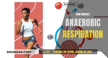 Muscle Anaerobic Respiration: Understanding the Intricate Process