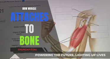 Muscle-Bone Connection: How Do Muscles Attach?